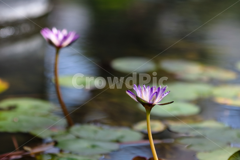꽃,수련,봄,식물,보라색,공원,식물원,봄이미지,봄날,계절,아름다운,spring,plant,purple,season,flower,식물,자연,plants,nature,꽃,flower