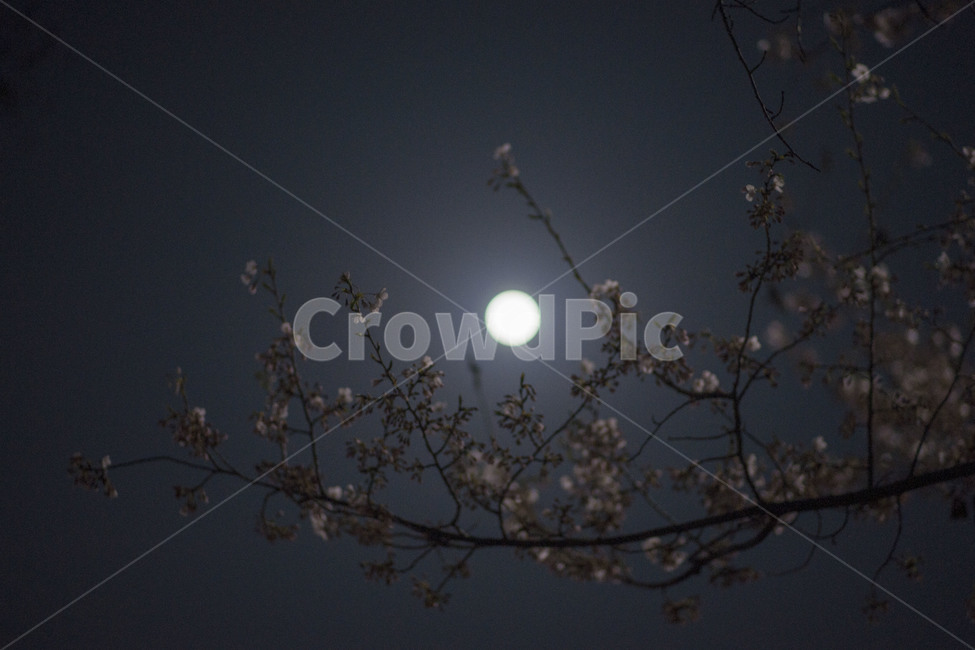 봄,봄꽃,꽃,달,밤,봄,계절,spring,season,야경,밤,풍경,nightscape,night,landscape,식물,자연,plants,nature,꽃,flower,outdoors,옥외