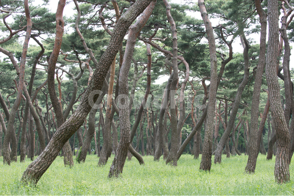 소나무,나무,숲,힐링,풍경,솔숲,솔,자연,자연,풍경,nature,landscape,한국자연풍경,한국자연경관,korea nature landscape,식물,plants,나무,trees,wood,plant,tree,tree trunk,나무 줄기