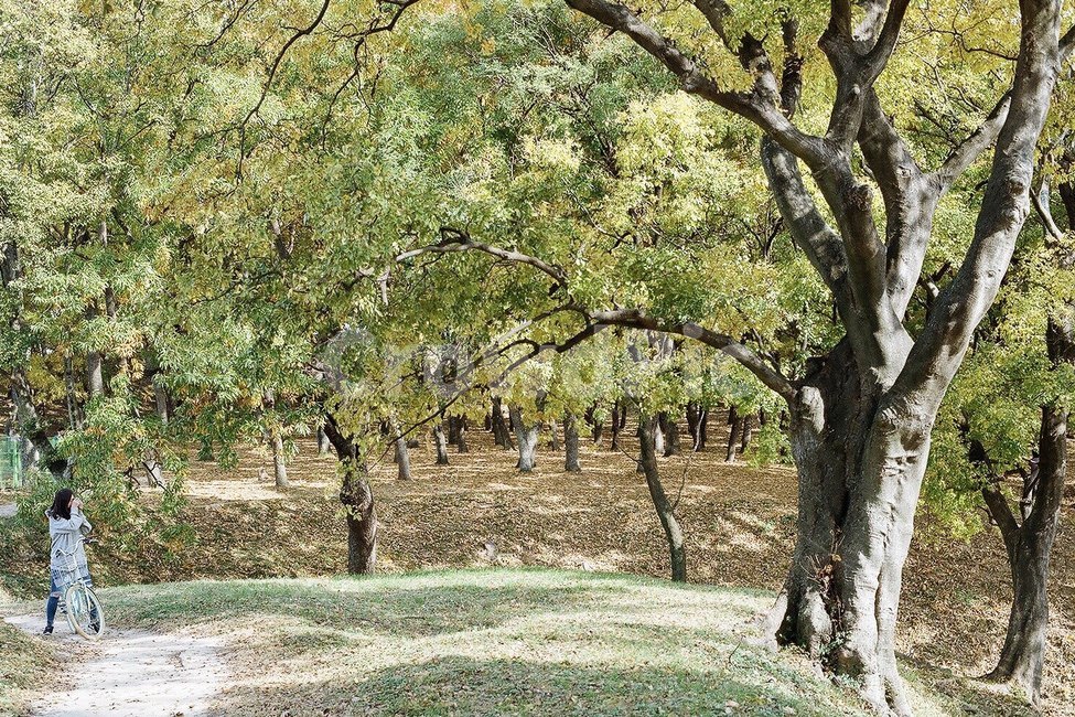 숲,tree,숲속,초록,나무,울창,산,여름,자연,풍경,nature,landscape,plant,식물,tree trunk,나무 줄기