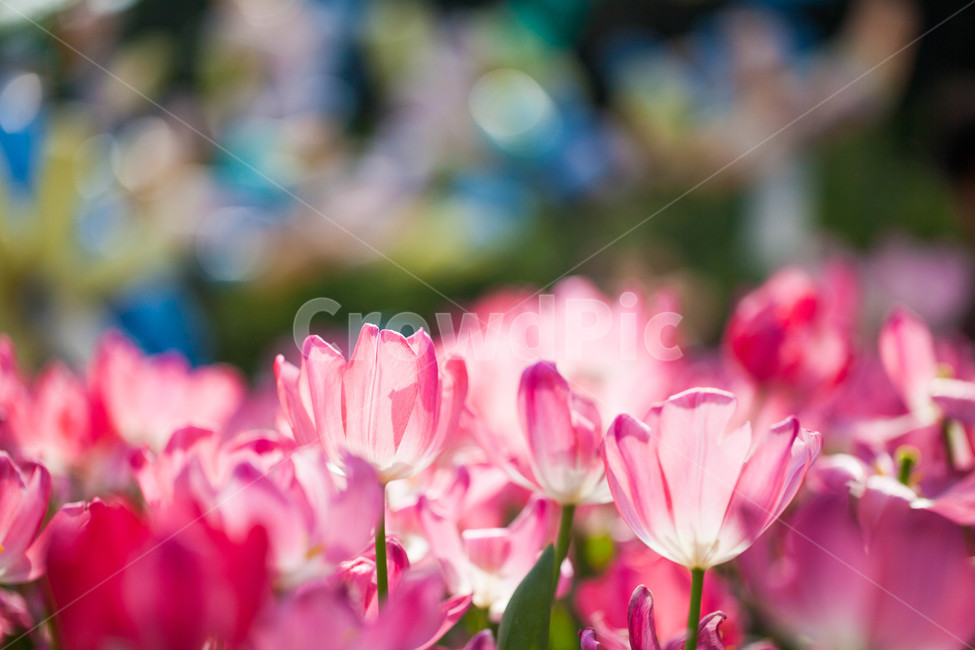 튤립,봄꽃,flower,tulip,구근,외떡잎식물,백합목,식물,자연,plants,nature,꽃,flower