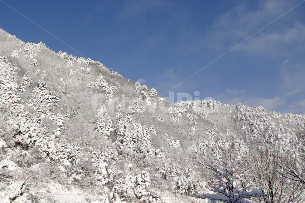 겨울,눈,설경,풍경,나무,설산,하늘,겨울,계절,winter,season