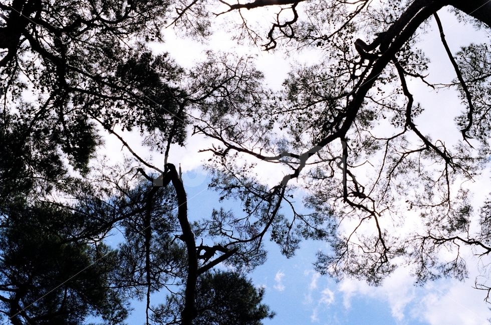 필름사진,미놀타X700,송광사가는길,하늘바라기,하늘과나무,식물,자연,plants,nature,나무,trees,wood,실루엣,그림자,silhouette,shadow