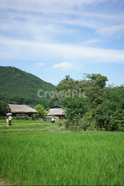 외암리,민속마을,기와집,마을,여름,시골,마을,풍경,landscape,country,rural,town