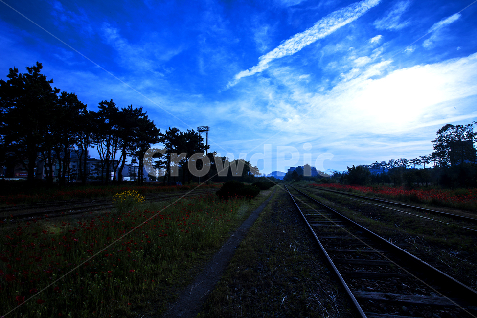 봄,양귀비,기차길,하늘하늘,선명한,자연,풍경,nature,landscape,railway,철도,train track,기찻길,rail,레일,transportation,교통