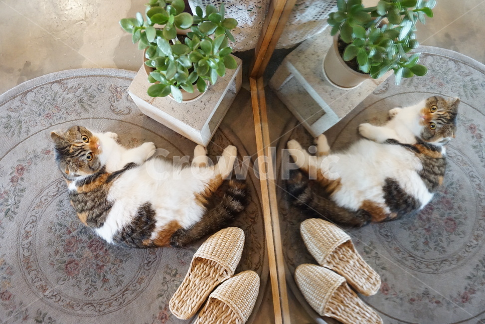 cat,고양이,반려동물,애완동물,스코티시폴드,동물,animal,포유류,mammal,고양이,cat,kitten,kitty