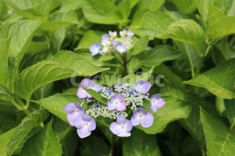 꽃,봄,연보라색,spring,flower