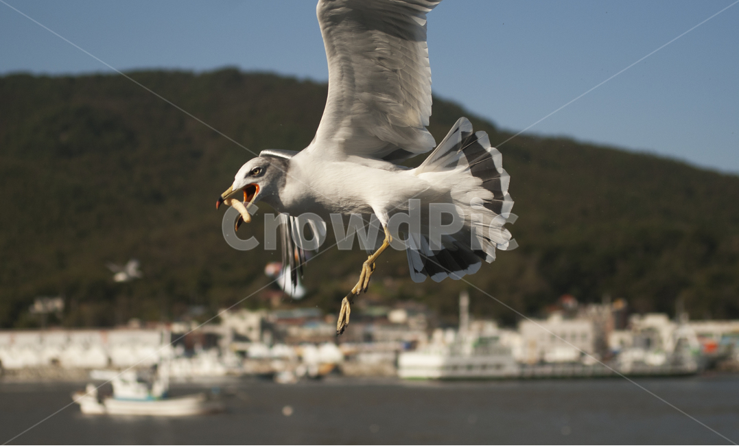 동물,바다,갈매기,과자,날다,먹이,비행,날개,조류,새,동물,animal,조류,새,birds