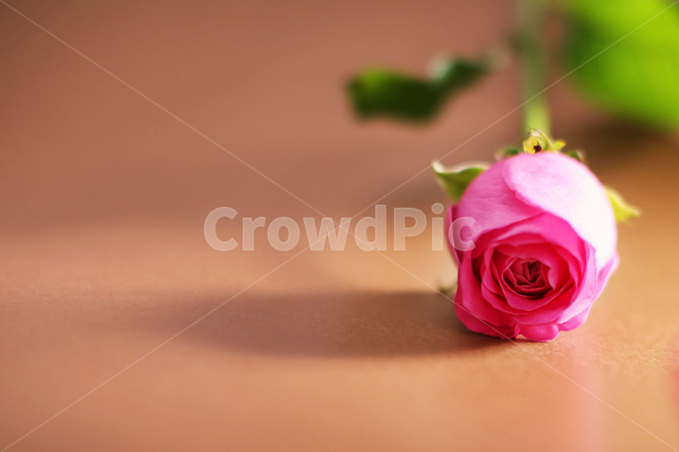 꽃,핑크꽃,장미,분홍장미,아름다운,식물,자연,flower,감성,감성사진,nature,feeling,꽃,flower