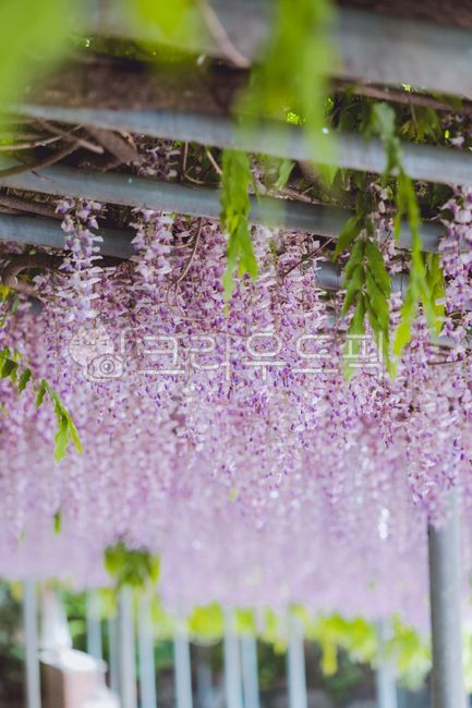 purple flower,rattan,purple,Rattan bench,wisteria flower,flower