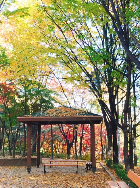 가을,낙엽,감성,단풍,산책,오후,가을,계절,fall,autumn,season,자연,풍경,nature,landscape