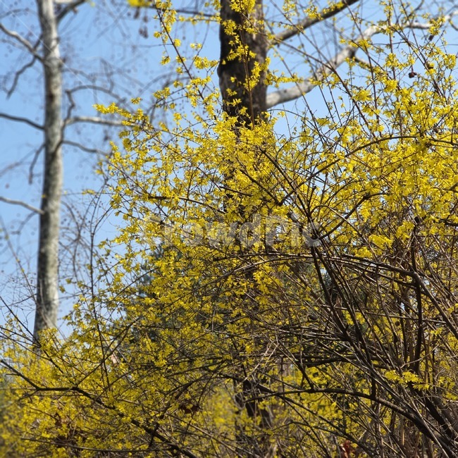 식물,봄,spring,개나리,꽃,flower