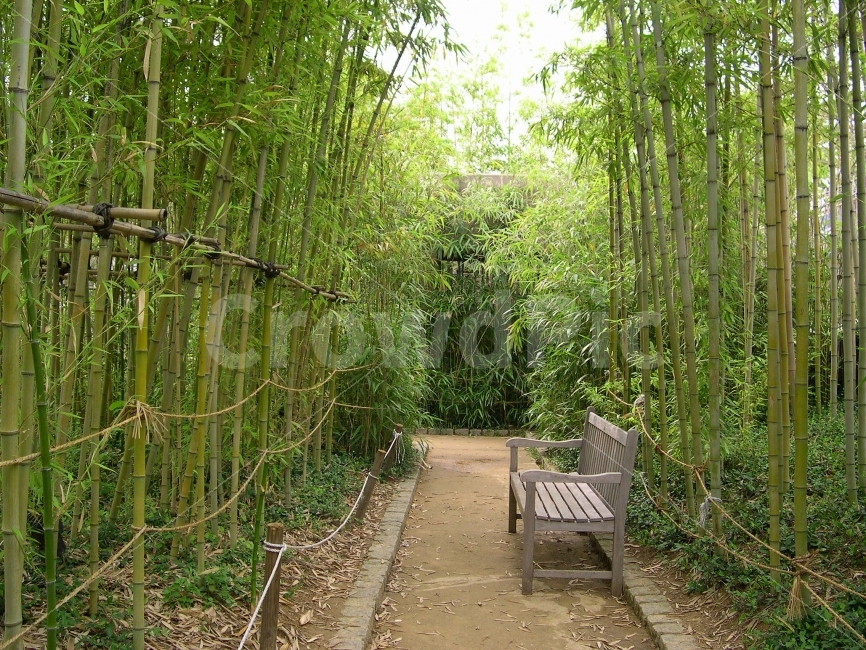 대나무,의자,벤치,공원,휴식,나무,숲,힐링,자연,wood,tree,bamboo,대나무숲,자연,풍경,nature,landscape