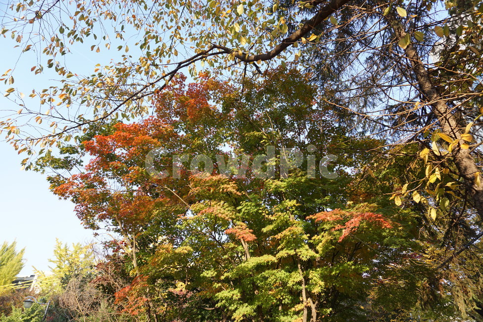 단풍,가을,나무,잎,쓸쓸함,가을,계절,fall,autumn,season,자연,풍경,nature,landscape,식물,plants,나무,trees,wood,tree,plant,maple,leaf
