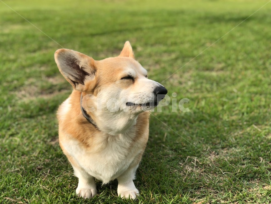 강아지,웰시코기,산책중,짧은다리,노견,동물,animal,포유류,mammal,개,강아지,dog,doggy
