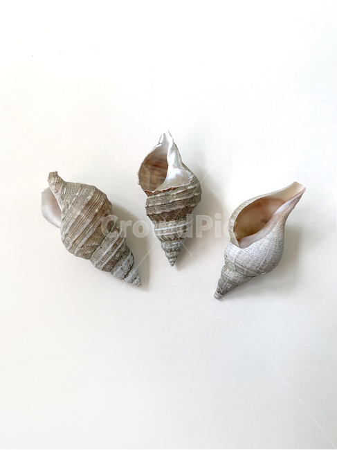 조개,shell,소라,소라고둥,conch,whitebackground,흰배경,오브제,object