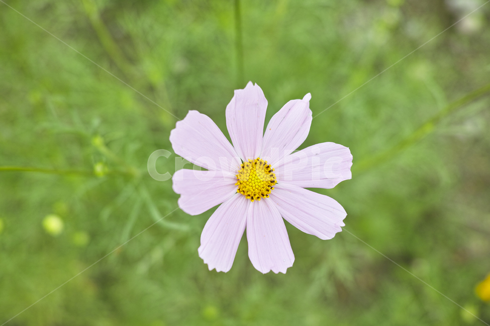 하늘,가을,코스모스,꽃,필름,가을,계절,fall,autumn,season,식물,자연,plants,nature,꽃,flower,plant,daisy,데이지,daisies,blossom