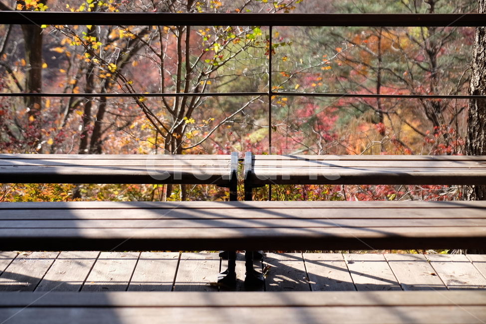 단풍,나무,가을,자연,식물,노란,노랑,fall,tree,주황,nature,red,yellow,붉은,plant,가을,계절,fall,autumn,season,자연,풍경,nature,landscape,handrail,난간,banister
