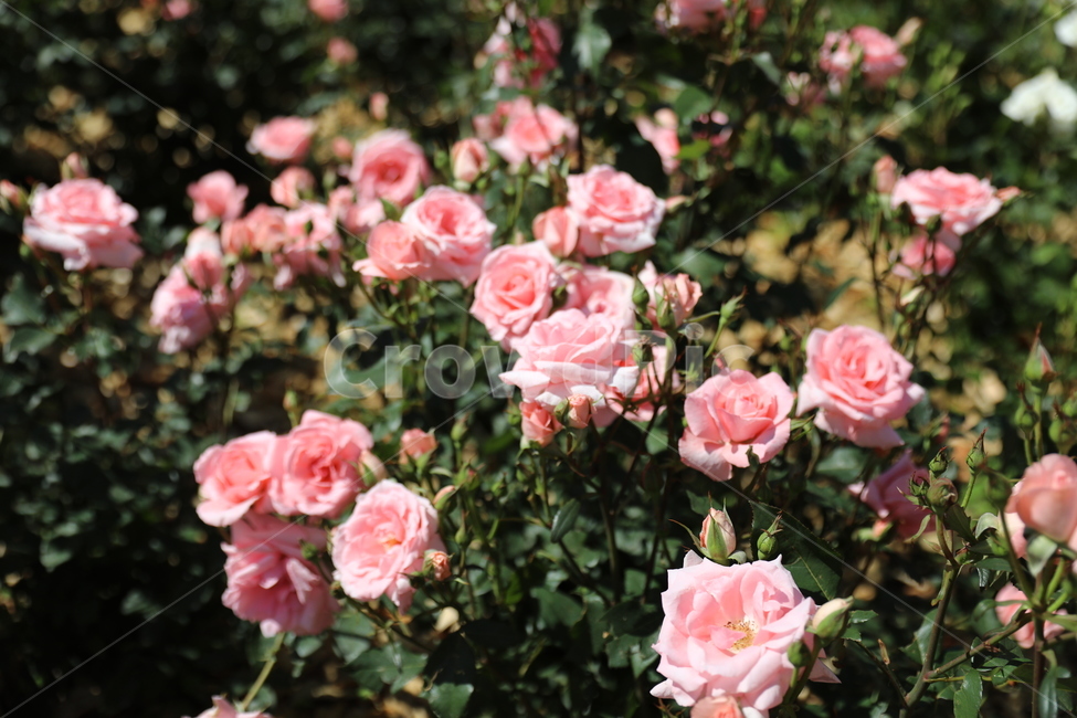 장미,장미꽃,장미공원,장미광장,로즈가든,로즈,식물,자연,plants,nature,꽃,flower