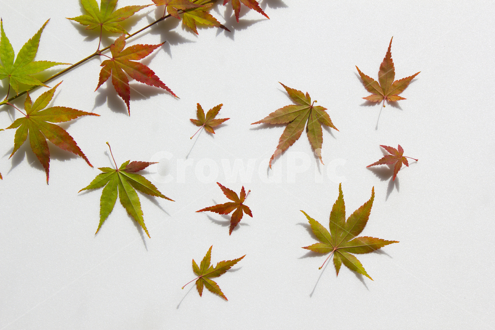 갈색,브라운,가지,잎사귀,나뭇가지,잎,이파리,단풍,나뭇잎,녹색,그린,초록색,흰배경,줄기,자연,식물,빨강,레드,빨간색,단풍잎,노랑,옐로우,주황색,컬러풀,가을,뒷면,클로즈업,탑,탑뷰,탑앵글,가을,계절,fall,autumn,season,leaf,plant,tree,나무