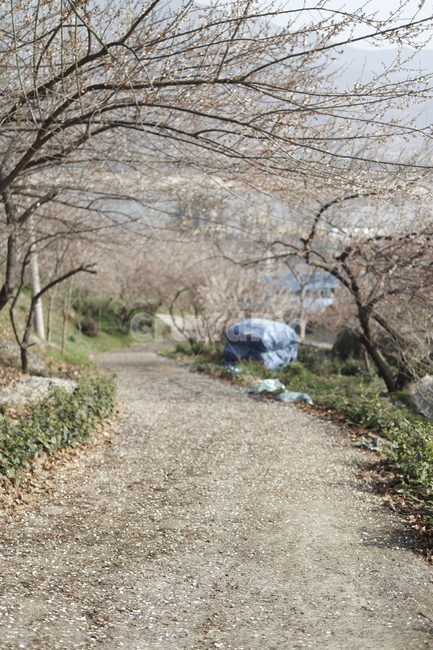 길,도로,매화,나무,하얀꽃,봄