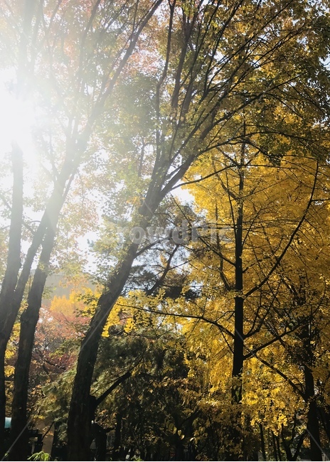 가을,단풍,풍경,따스함,배경,가을,계절,fall,autumn,season,자연,풍경,nature,landscape,sunlight,햇빛,light,빛,flare,플레어,tree,나무,plant,식물