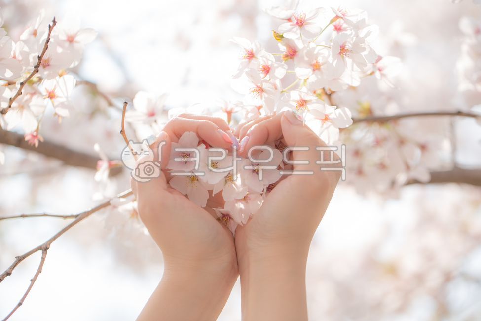 spring,spring flowers,white flower,Cherry Blossom,petal,blossom,hand heart,heart,flower