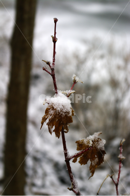 겨울,winter,눈,잎,식물,겨울,계절,winter,season