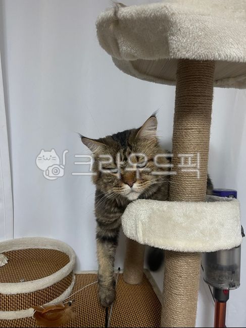 고양이,화남,cat,반려묘,angery,표정,고양이표정