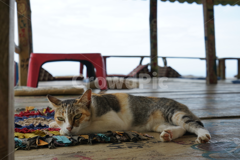 pet,애완동물,animal,동물,mammal,포유류,cat,고양이,길고양이