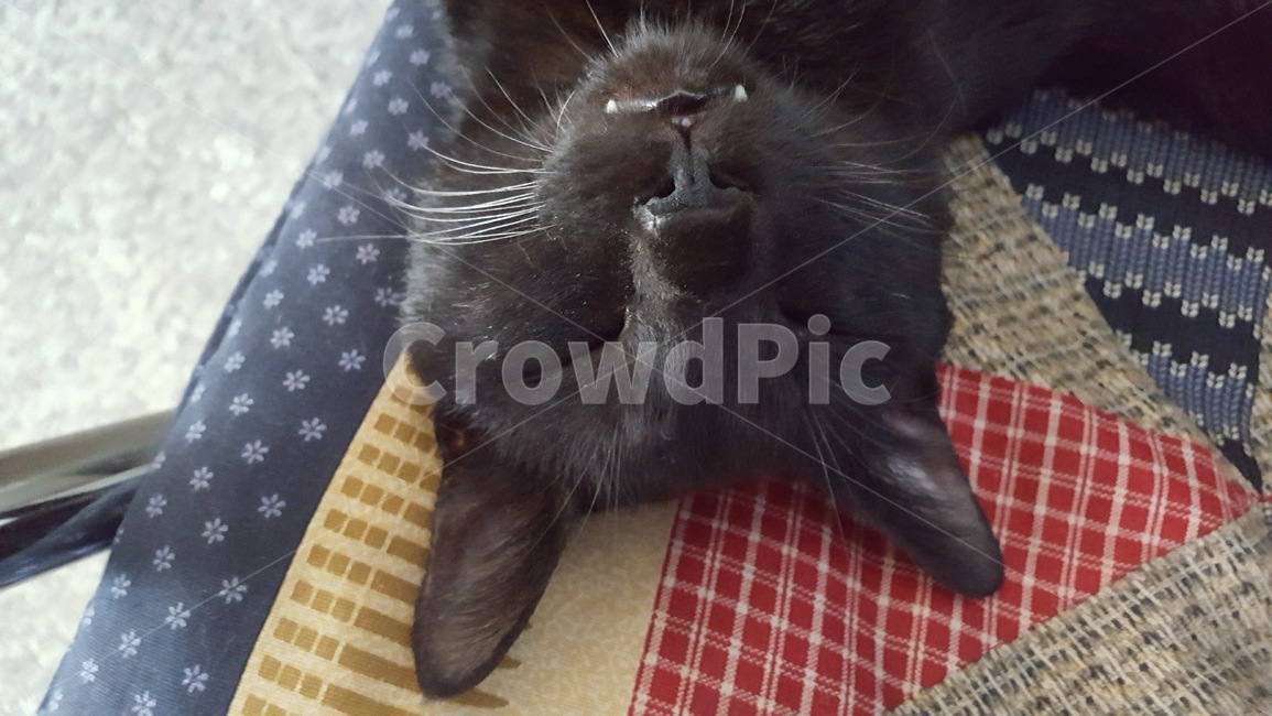cat,고양이,길냥이,휴식,애완동물,동물,animal,포유류,mammal,고양이,cat,kitten,kitty