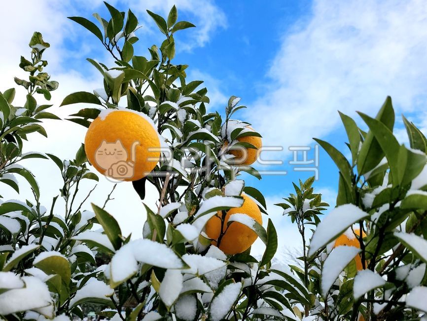 귤,감귤류과일,과일,눈,fruit,food