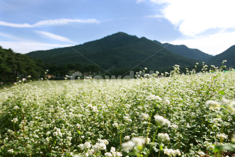 메밀꽃,메밀밭,메밀풍경,buckwheat,buckwheatflowers,자연,꽃,풍경