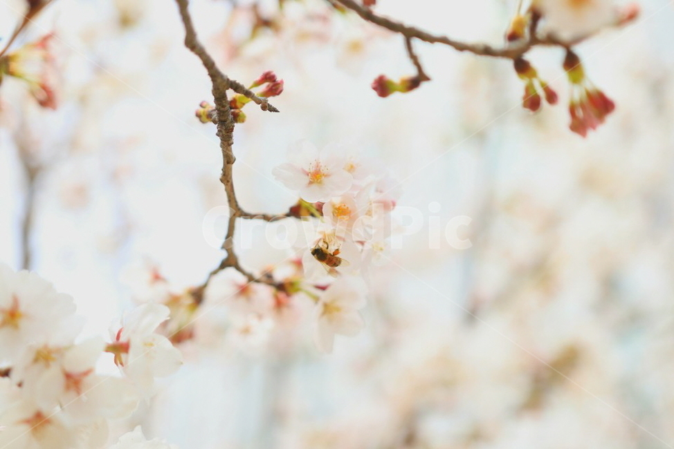 꽃,벚꽃,따뜻함,봄꽃,봄,나들이,벚꽃놀이,벚꽃배경,봄,계절,spring,season,꽃,flower,plant,식물