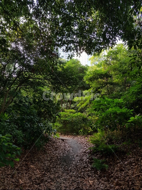 숲길,트레킹,등산,나무터널,숲,자연,풍경,nature,landscape,dirt road,흙길,road,도로,gravel,자갈,ground,바닥