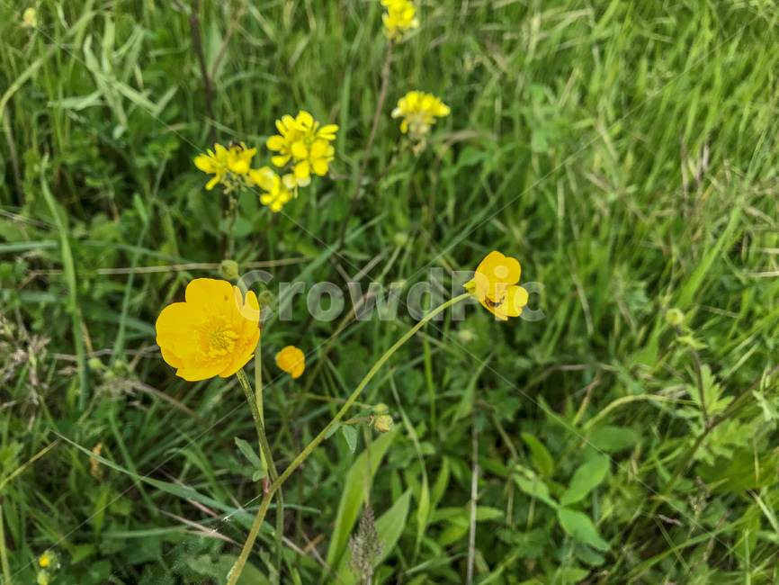 ranunculus,라넌큘러스,야생화,노란,노란꽃,꽃,flower,라눈클루스,큰뱀무꽃,들풀,들꽃
