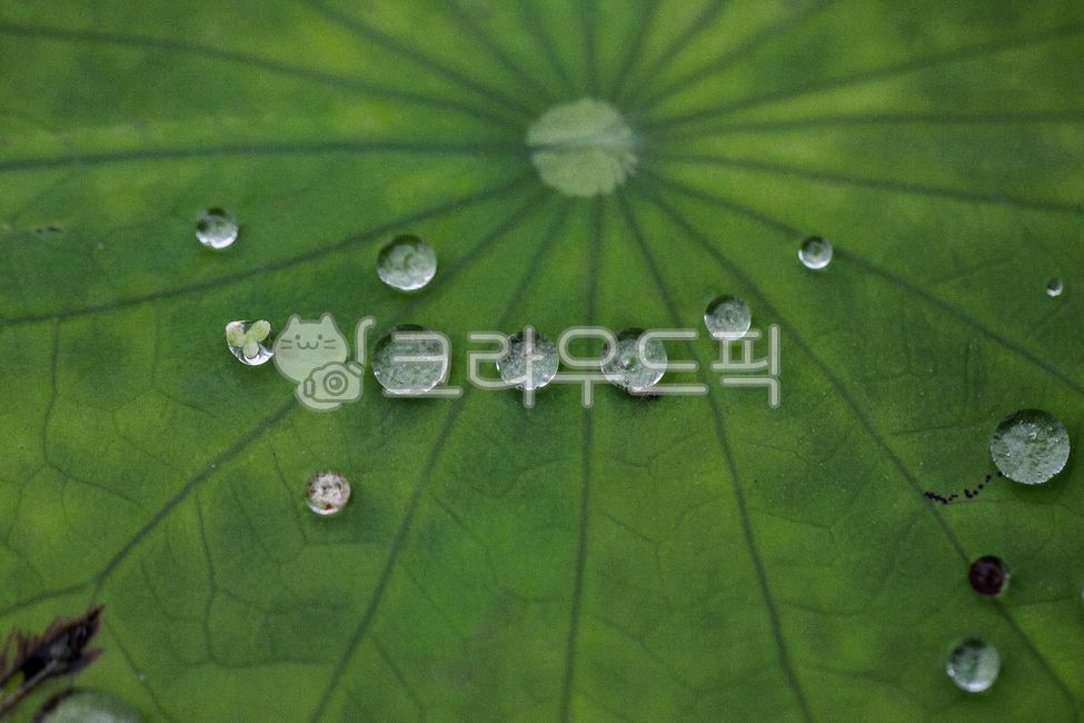 식물, 이슬, 연잎, 연, plant, 사진,이미지,일러스트,캘리그라피 - 김권영작가