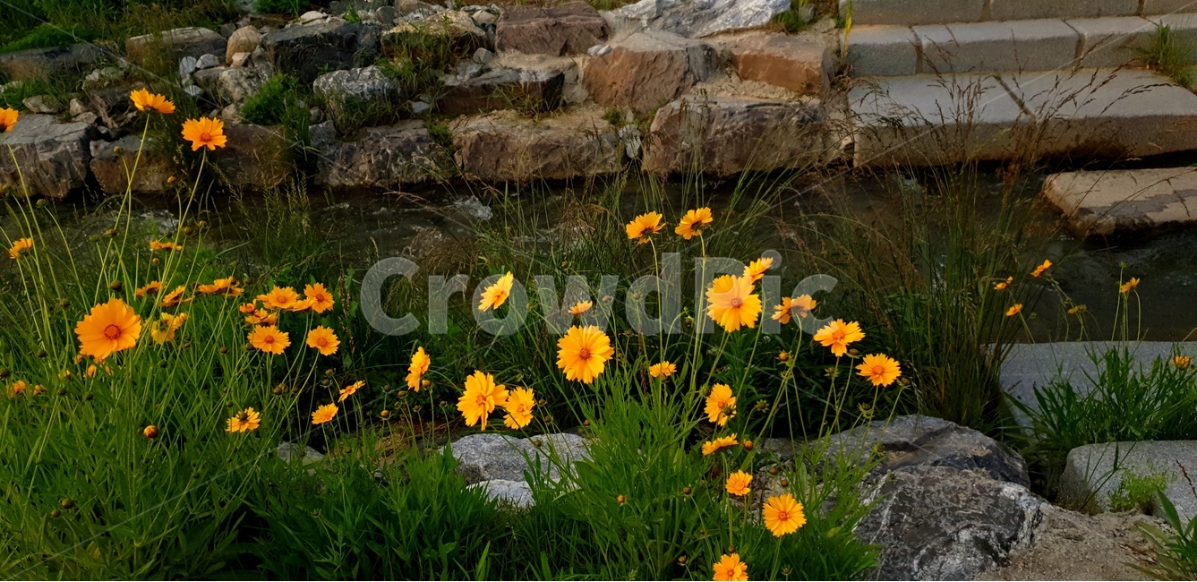 금계국,노랑,봄,풍경,맑음,봄,계절,spring,season,식물,자연,plants,nature,꽃,flower