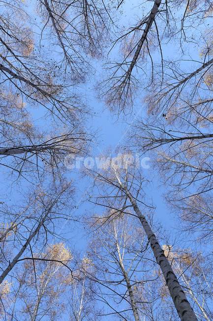 자작나무,숲,원대리,나무,tree,birch,forest,식물,자연,plants,nature,나무,trees,wood