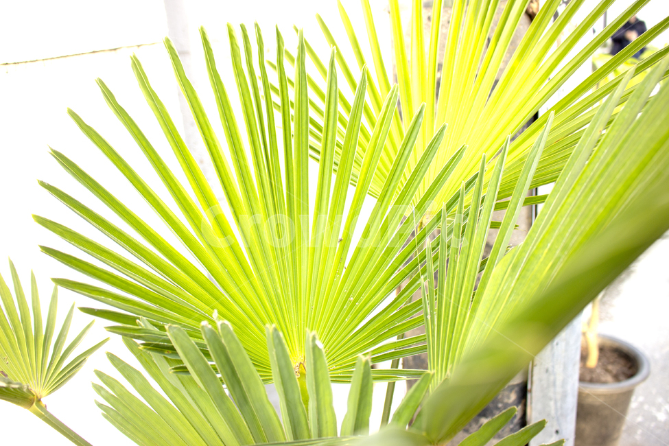 plant,식물,하이키,밝음,밝은식물,잎,이파리,잎파리,식물,자연,plants,nature