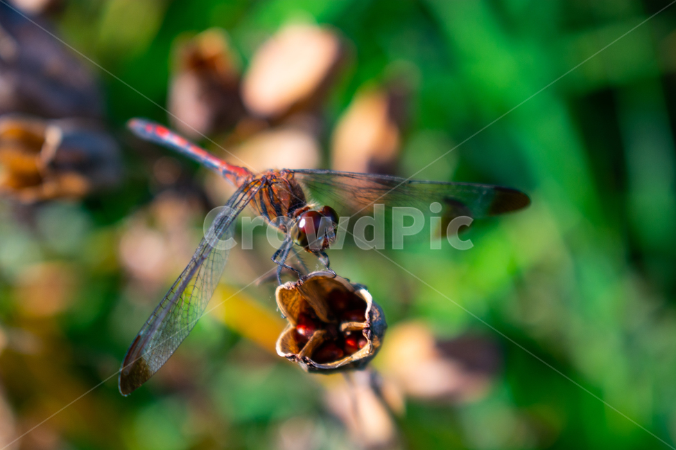 잠자리,dragonfly,드래곤플라이,곤충,휴식,날개,동물,animal,곤충,벌레,insect,bug