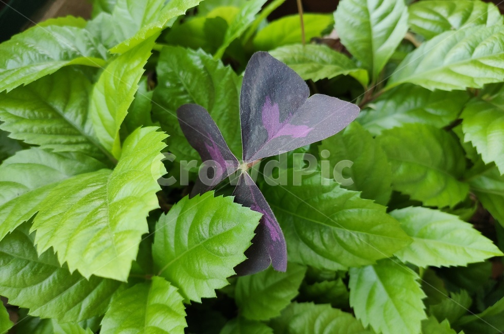 꽃,식물,plant,leaf,잎