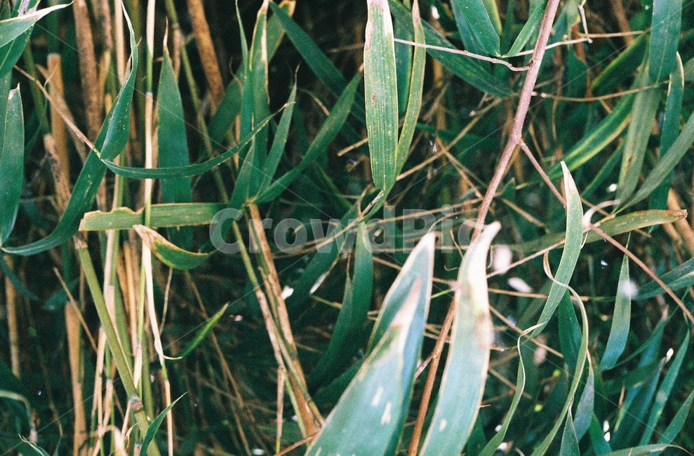 자연,풀,잡초,초록,green,배경화면,nature,바탕화면,식물,자연,plants,nature