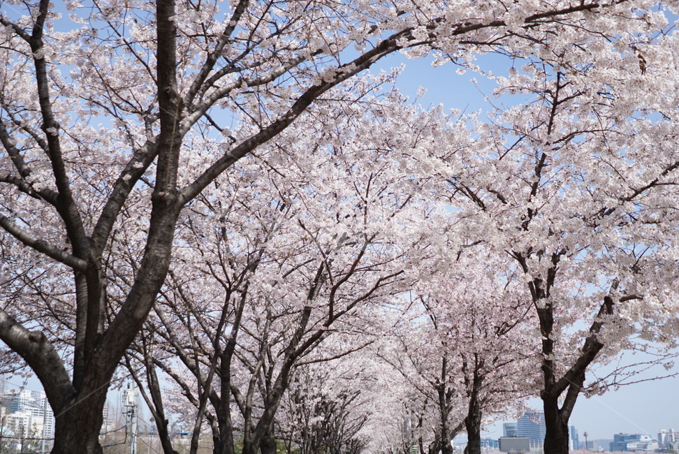 벚꽃,꽃,식물,나무,봄,봄꽃,봄,계절,spring,season,plant,blossom,flower