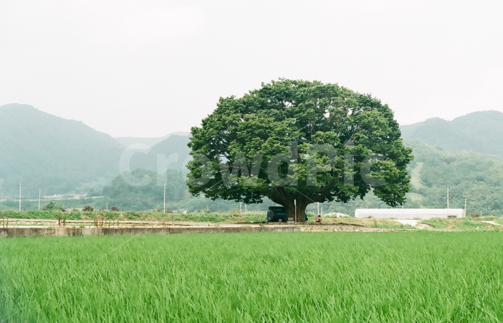 노거수,느티나무,독립수,왕따나무,농촌,시골,여름,계절,summer,season,시골,마을,풍경,landscape,country,rural,town,tree,나무,plant,식물
