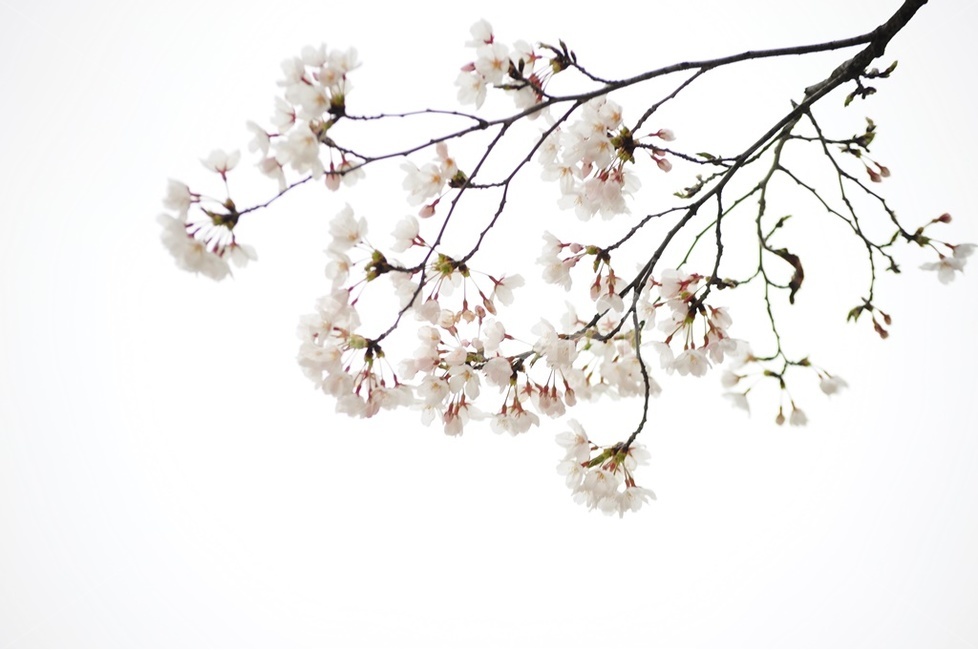 윤중로,벚꽃,꽃비,겹벚꽃,봄바람,봄,계절,spring,season,식물,자연,plants,nature,꽃,flower,plant,blossom