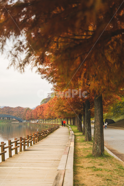 낙엽,가을,관방제림,산책,단풍,담양,나무데크,강,울타리,벤치,의자,반영,난간,path,인간,railing,human,물,water,사람,person,통로