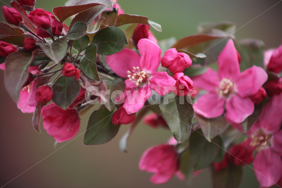 꽃사과,꽃,서부해당화,봄,hallcrabapple