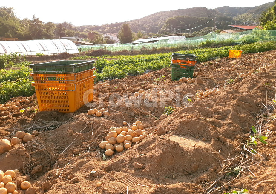 한국,대한민국,아시아,농촌,농사,농업,자연,흙,밭,밭농사,바구니,수확,감자캐기,야채,채소,감자,여름,농작물,밭둑,갈색,브라운,산,먼산,농촌풍경,포테이토,산업,industry,industrial,농업,농사,agriculture,farming,farming industry