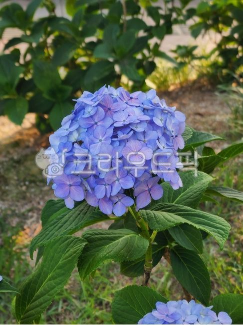 수국,파란수국,보라수국,파란색꽃,보라색꽃,꽃,flower,hydrangea